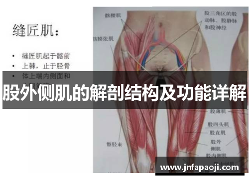 股外侧肌的解剖结构及功能详解