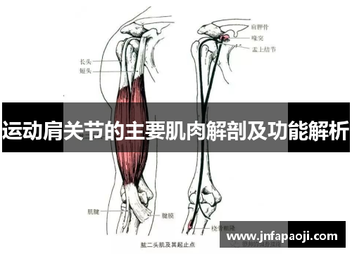 运动肩关节的主要肌肉解剖及功能解析